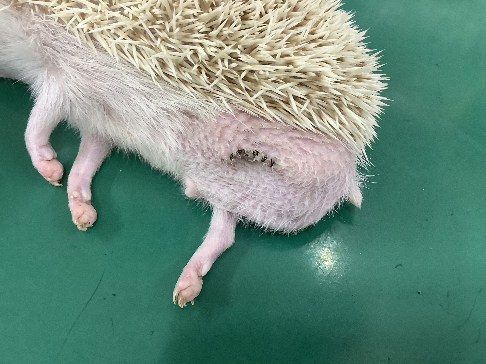 ハリネズミの事故|実績紹介|シンシア・ペットクリニック|小動物の診療やトリミングのことなら|奈良